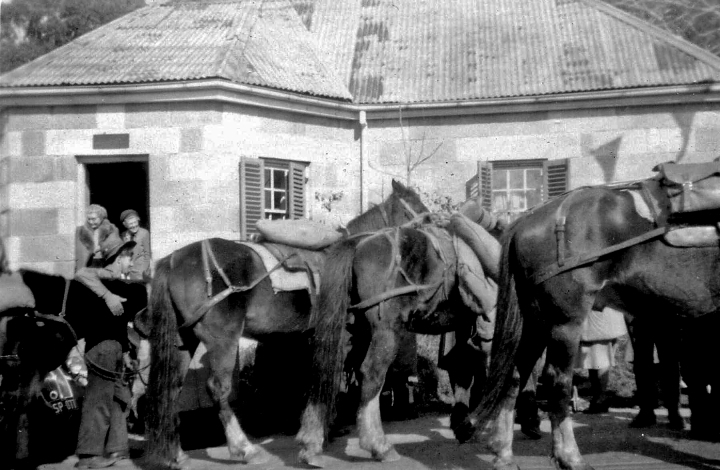 Mtvic horses 1951 ed